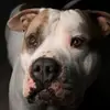NORMAN_staff - @norman_staff - TikTok