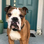 Norman Foreman - @normithebulldog - Instagram