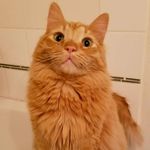 Stormin Norman Insta-Forman - @storminnormaninstaforeman - Instagram