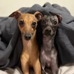 Norman & Frank ✨ - @normanfrank_iggy - Instagram