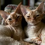 𝓢𝓽𝓲𝓷𝓴𝓯𝓪𝓬𝓮  𝓕𝓻𝓪𝓷𝓴 + 𝐿𝒾𝓁 𝒮𝓀𝒾𝓃𝓃𝓎 - @frankandnormanrex - Instagram
