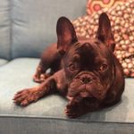 Norman Frederick - @norman_thebatpig - Instagram