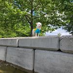 Norman Funk Chinese Crested Shihztu ( allegedly ) - @funkinwithnorm - Instagram