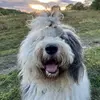 good_norman - @good_normann - TikTok