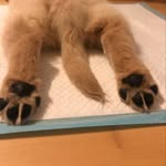 Norman🐾 - Golden Retriver - @norman.good.boi - Instagram