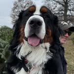 Norman Jefferson Grant - @normietheberner - Instagram