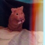 Norman Stanley Gregg The 3rd - @_theadventuresofnorman_ - Instagram