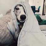 Norman Griffith - @normanthedoggriffith - Instagram