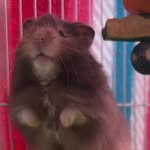 Norman - @norman.hamsterr - Instagram