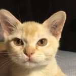 Norman Scott Hampton - @hi.im.norman - Instagram
