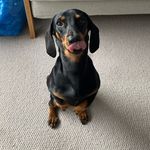 Norman Harding - @normanthesnag - Instagram