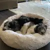HendrixAndNorman - @hendrixandnorman - TikTok