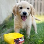 Norman Hines - @normans_golden_adventures - Instagram