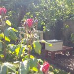 Normanhurst Bees - @normanhurstbees - Instagram