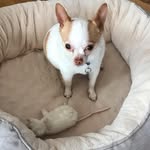 Norman - @life.and.times.of.norman - Instagram