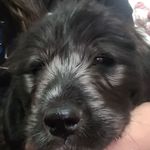 Norman Jensen - @norman_themagicfloof - Instagram