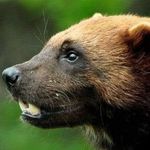 Norman George Lambert - @normanlambert.nl - Instagram