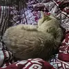 Normand Landry - @normand.landry - TikTok