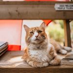 Norman - @norman_learns_to_talk - Instagram