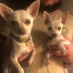 Norman & Lenny - @norman_leonard_chihuahuas - Instagram