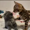 Norman Donleon - @norman.donleon - TikTok