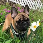 Norman Léon Frenchie - @frenchie_norman_leon - Instagram