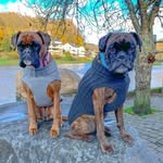 🐾Norman&Lilly-Rose🐾 - @boxerbesties_norman_lillyrose - Instagram