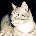 Norman Link - @linnor51 - Instagram