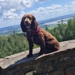 Norman Lock - @norman_the_cocker23 - Instagram