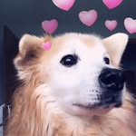 Simon the Mutty Pup - @simonnormanlocke - Instagram