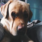 Норман Лоренцо Маркиш - @norman_lorenzo_markish - Instagram
