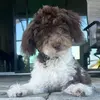 Norman - @normanlovesflliving - TikTok