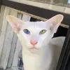 normanlovesyou - @normanlovesyou - TikTok