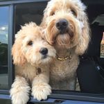 Norman & Luna 🌙 - @norman_and_luna - Instagram