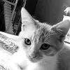 Norman.ly - @norman.ly - TikTok