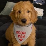Norman Maclean Coon - @norman_chompsky - Instagram