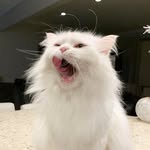 Norman Marshmallow - @norman_marshmallow - Instagram