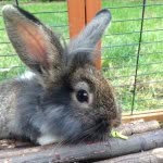 Mr Norman McGregor - @norman.rabbit - Instagram