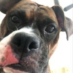 Norman McLaughlin - @norman.thiccer.than.a.snicker - Instagram