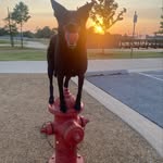 Sit Means Sit Moore/Norman - @sitmeanssitmoore.norman - Instagram
