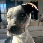 Norman - @norman_heelerpitbull_mix - Instagram