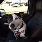 Norman Monroe - @ncm.dog - Instagram
