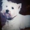normanmorrow233 - @normanmorrow233 - TikTok