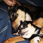 🐾𝒩ℯ𝓇ℴ 𝒶𝓃𝒹 𝒩ℴ𝓇𝓂𝒶𝓃🐾 - @neroandnorman - Instagram