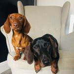 Nessy&Norman - @normanandnessy - Instagram