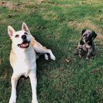 Norman & Nessie - @normanandnessie - Instagram