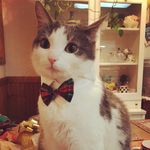 Clover & Norman F. O'Connor - @clovernococat - Instagram