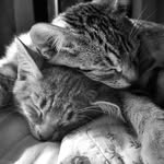 Norman & Oswald - @norman_and_oswald - Instagram
