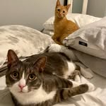 Norman and Oswald Clemons - @normie_and_ozzie - Instagram