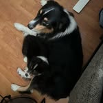 Norman Pawell and Oswald - @normsandozzy - Instagram